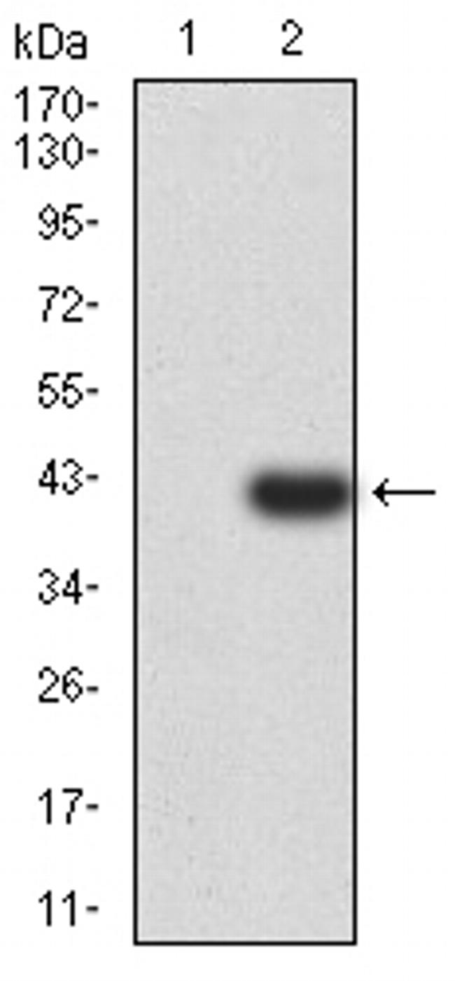 PSMC3 Antibody in Western Blot (WB)