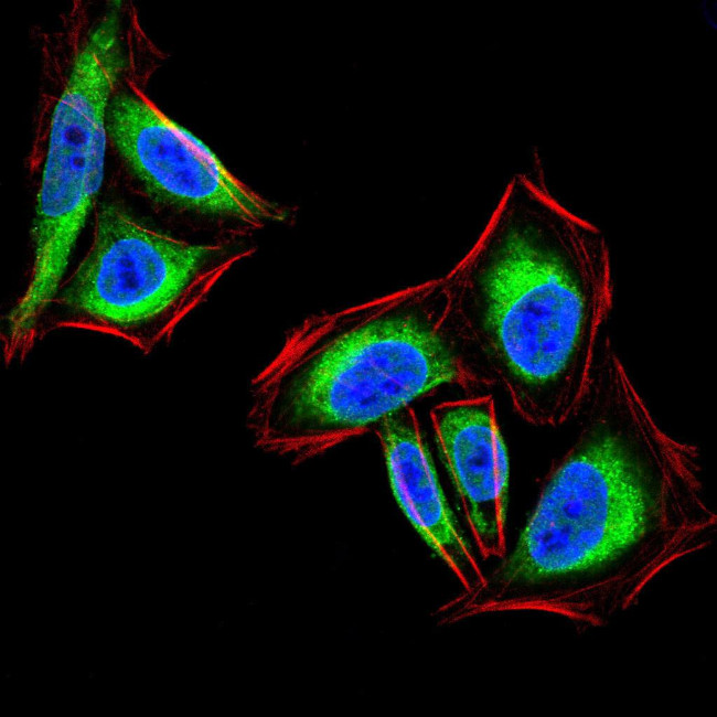 PTP1B Antibody in Immunocytochemistry (ICC/IF)