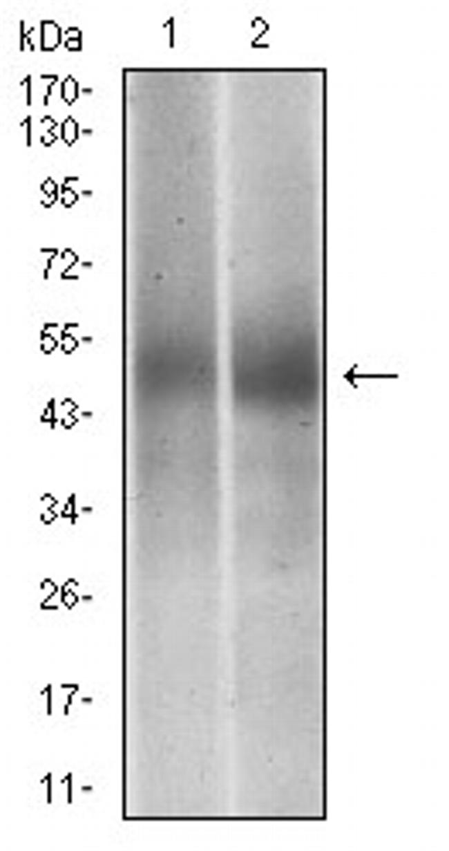 PTP1B Antibody in Western Blot (WB)