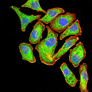 PYCARD Antibody in Immunocytochemistry (ICC/IF)