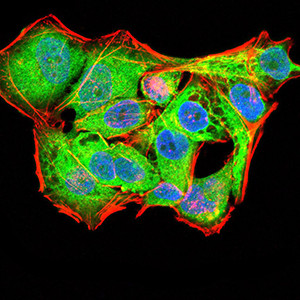 PYCARD Antibody in Immunocytochemistry (ICC/IF)