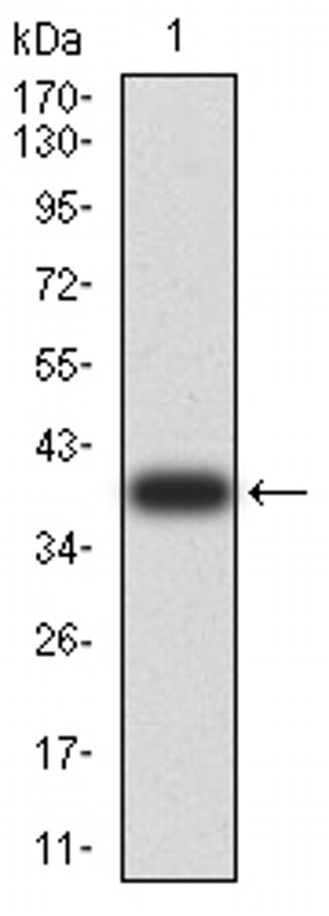 PYCARD Antibody in Western Blot (WB)