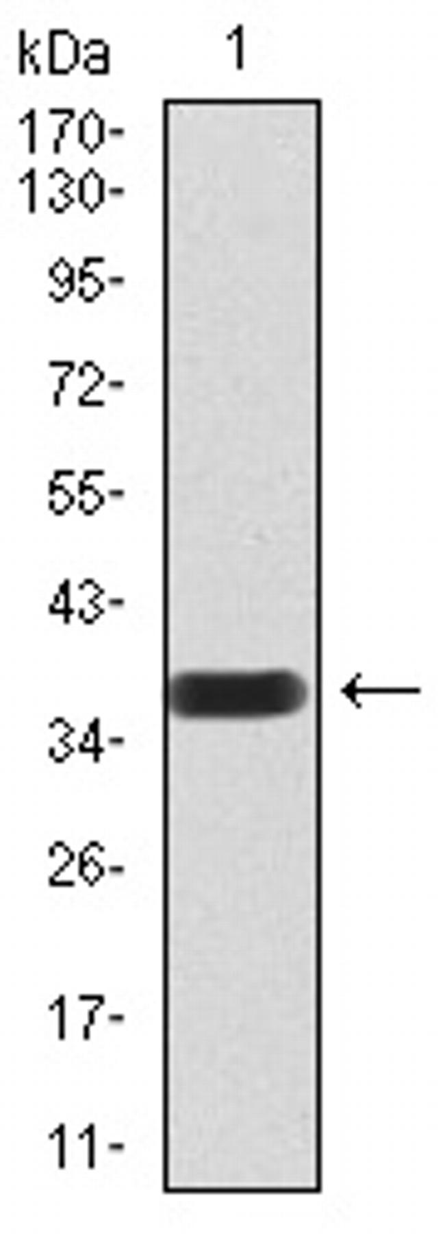 RAD18 Antibody in Western Blot (WB)