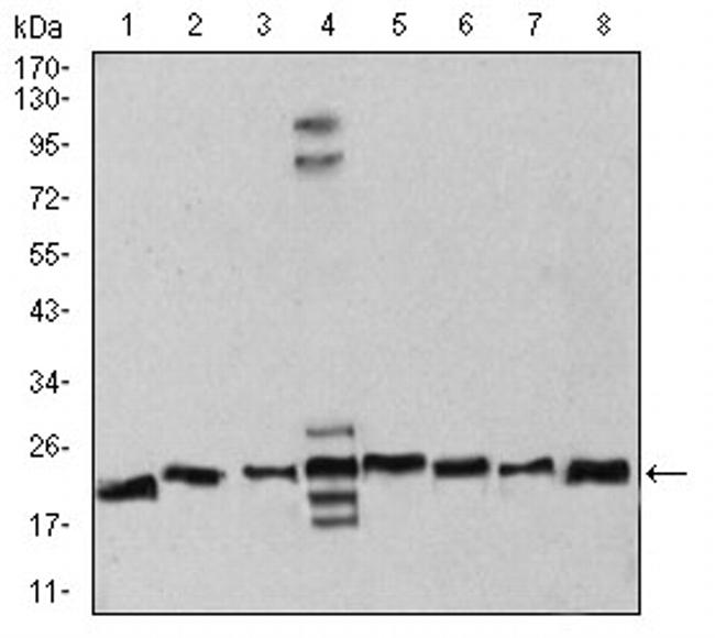 RAN Antibody in Western Blot (WB)