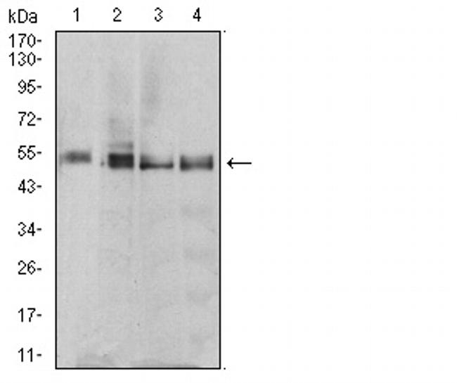 eRF1 Antibody in Western Blot (WB)