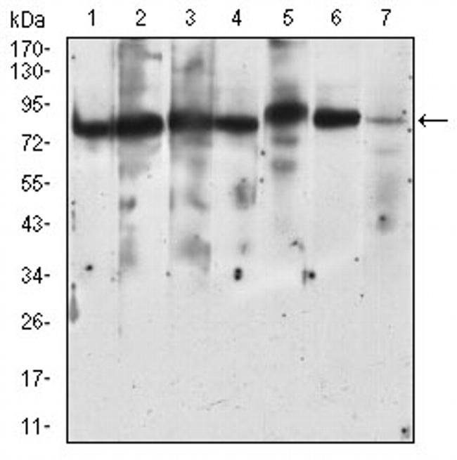 RSK3 Antibody in Western Blot (WB)