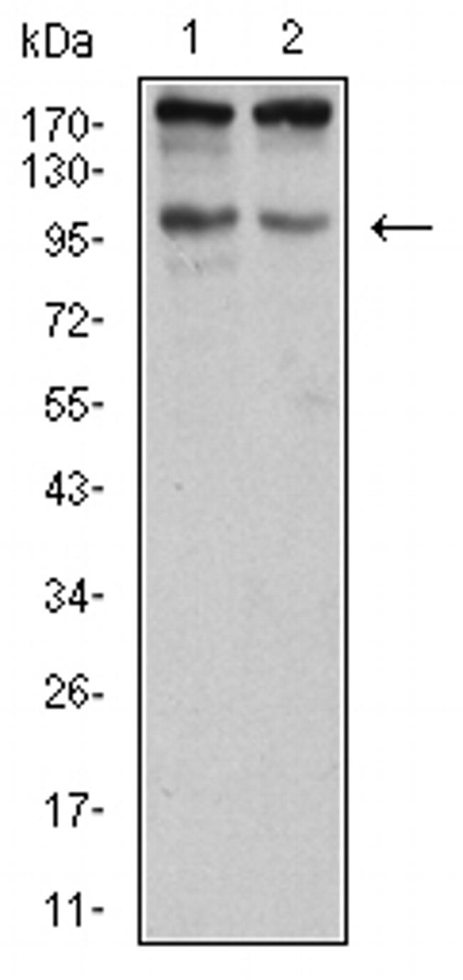 SALL4 Antibody in Western Blot (WB)