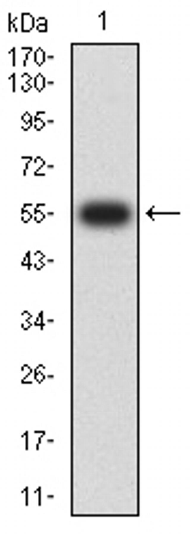 SETD7 Antibody in Western Blot (WB)