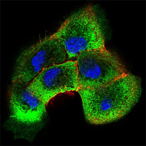 SHC Antibody in Immunocytochemistry (ICC/IF)