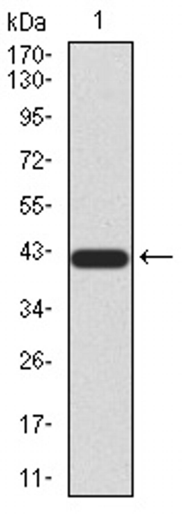 SIRT3 Antibody in Western Blot (WB)