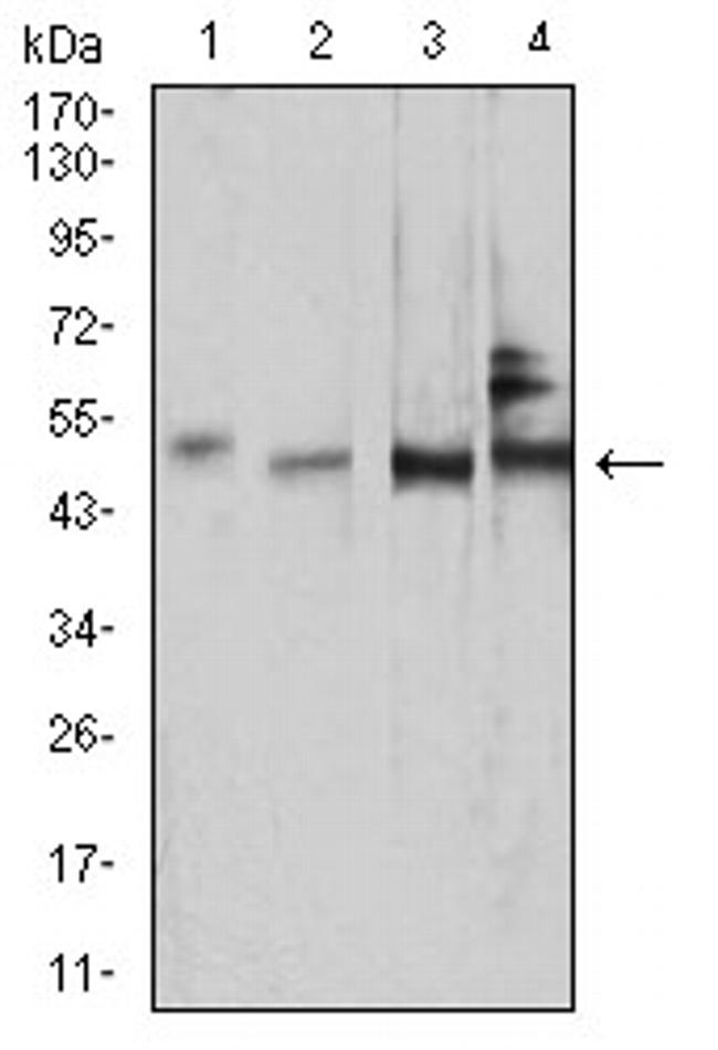 SMAD1 Antibody in Western Blot (WB)