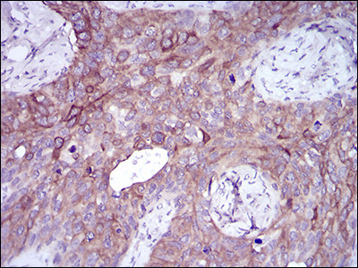 SLUG Antibody in Immunohistochemistry (Paraffin) (IHC (P))