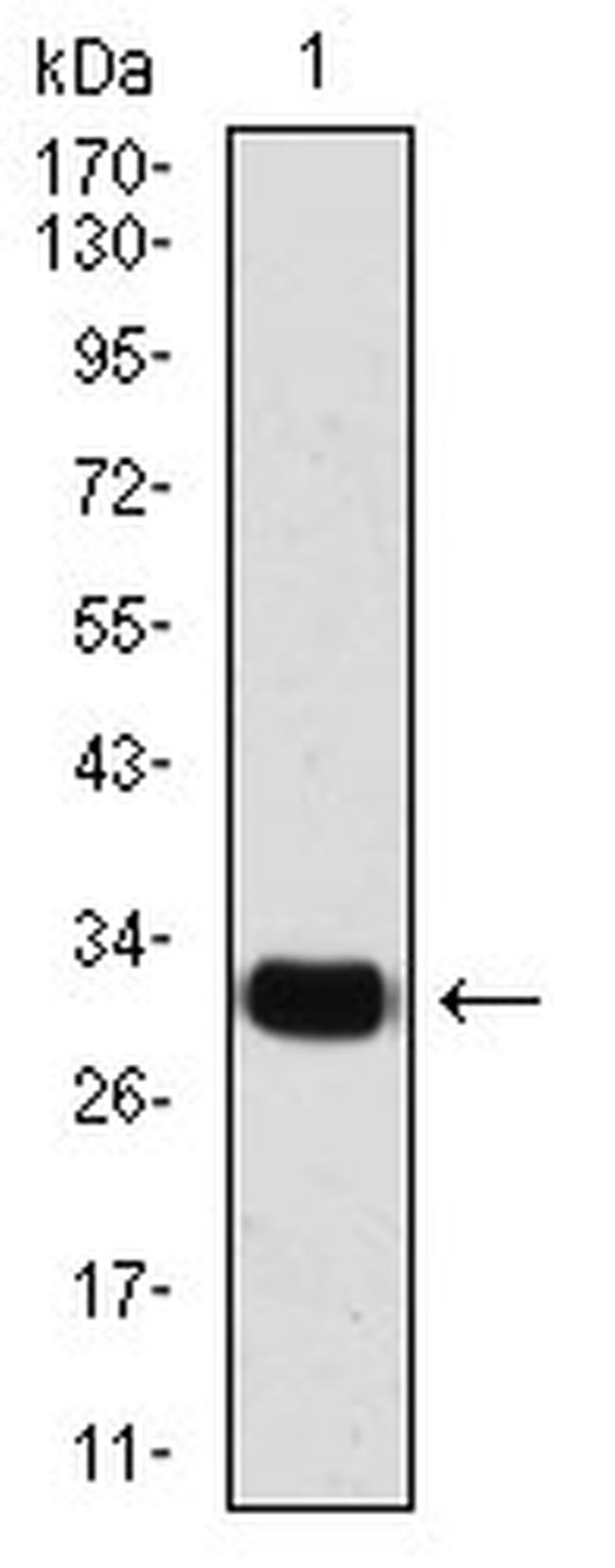 SLUG Antibody in Western Blot (WB)