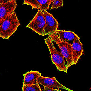 TET2 Antibody in Immunocytochemistry (ICC/IF)