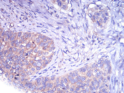 Tyrosine Hydroxylase Antibody in Immunohistochemistry (Paraffin) (IHC (P))