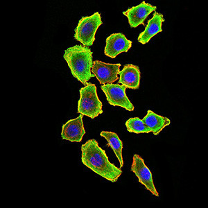 TRAF2 Antibody in Immunocytochemistry (ICC/IF)