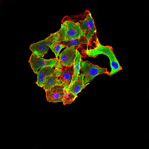 TRAF2 Antibody in Immunocytochemistry (ICC/IF)