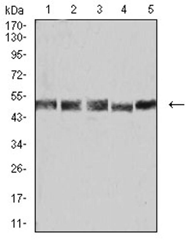 UFD1L Antibody in Western Blot (WB)