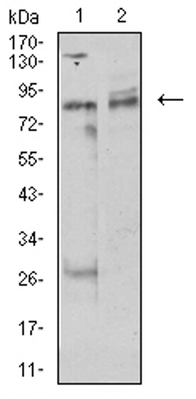 UHRF1 Antibody in Western Blot (WB)