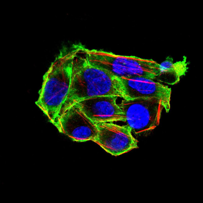 Villin Antibody in Immunocytochemistry (ICC/IF)