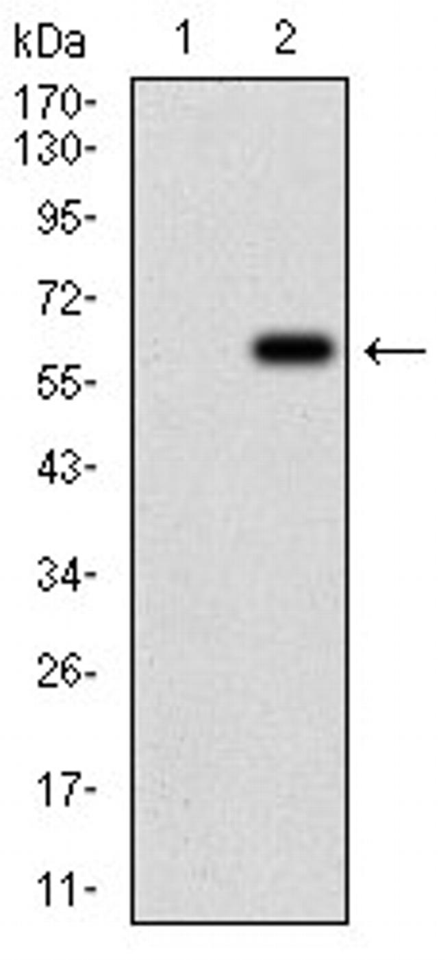 Villin Antibody in Western Blot (WB)