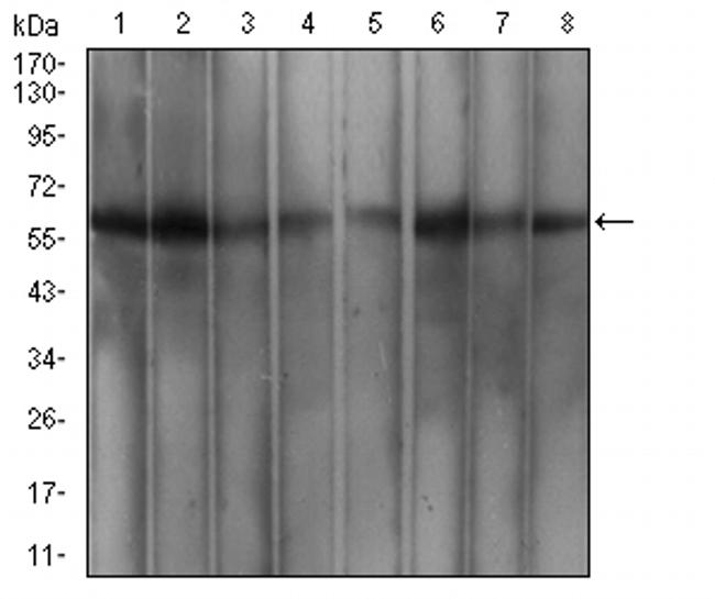 WTAP Antibody in Western Blot (WB)