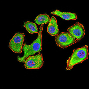 14-3-3 beta Antibody in Immunocytochemistry (ICC/IF)