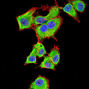 14-3-3 beta Antibody in Immunocytochemistry (ICC/IF)