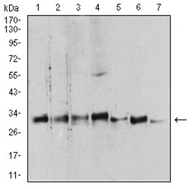 14-3-3 beta Antibody in Western Blot (WB)