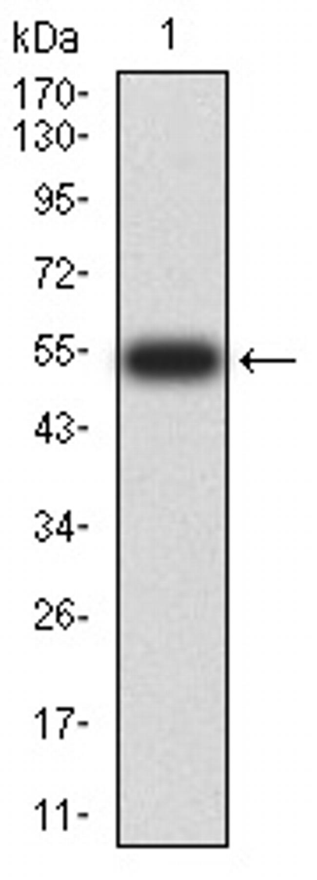 14-3-3 beta Antibody in Western Blot (WB)