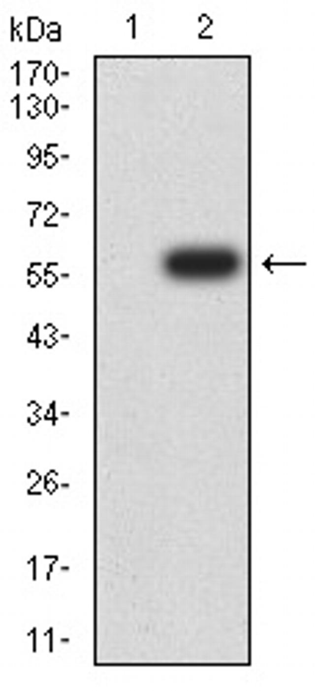 14-3-3 beta Antibody in Western Blot (WB)