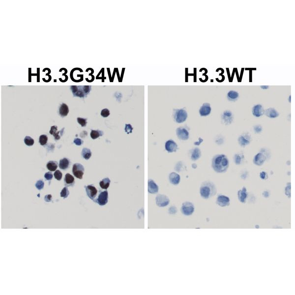 H3.3 G34W Antibody in Immunocytochemistry (ICC/IF)