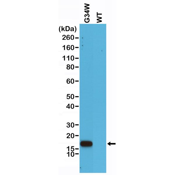 H3.3 G34W Antibody in Western Blot (WB)