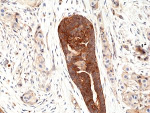 VEGF Antibody in Immunohistochemistry (Paraffin) (IHC (P))