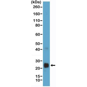 VEGF Antibody in Western Blot (WB)