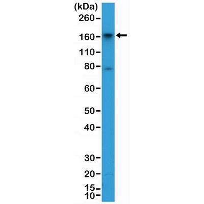 CD13 Antibody in Western Blot (WB)