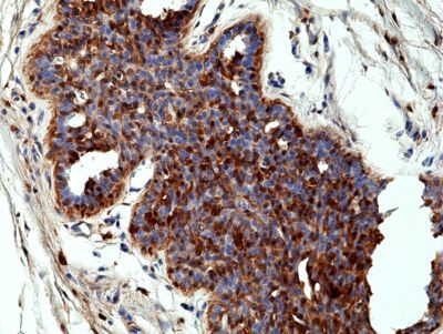 Annexin A1 Antibody in Immunohistochemistry (Paraffin) (IHC (P))