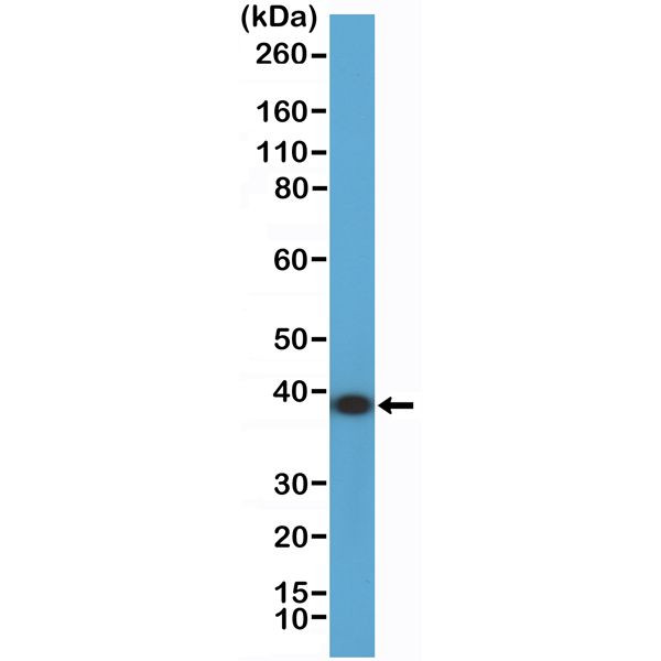 Annexin A1 Antibody in Western Blot (WB)