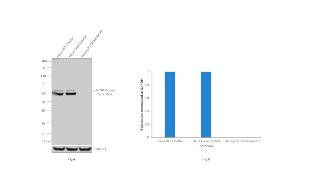 p70 S6 Kinase Antibody