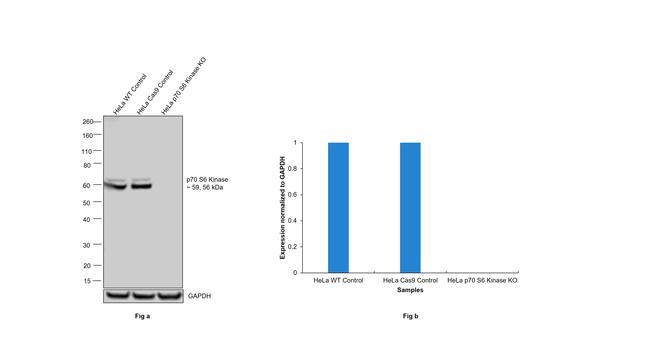 p70 S6 Kinase Antibody in Western Blot (WB)