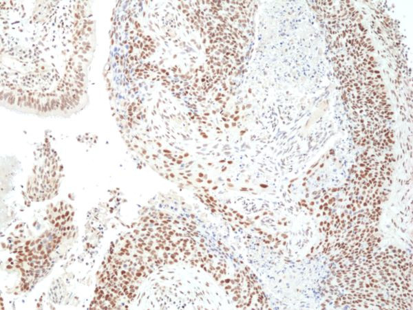 HDAC3 Antibody in Immunohistochemistry (Paraffin) (IHC (P))