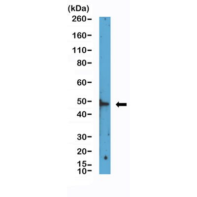 HDAC3 Antibody in Western Blot (WB)