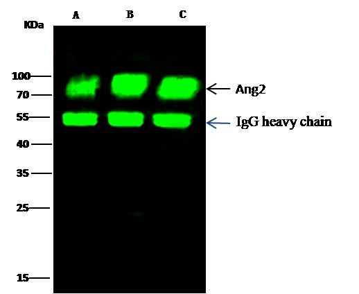 Angiopoietin 2 Antibody in Immunoprecipitation (IP)