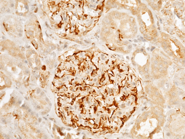 Arginase 1 Antibody in Immunohistochemistry (Paraffin) (IHC (P))