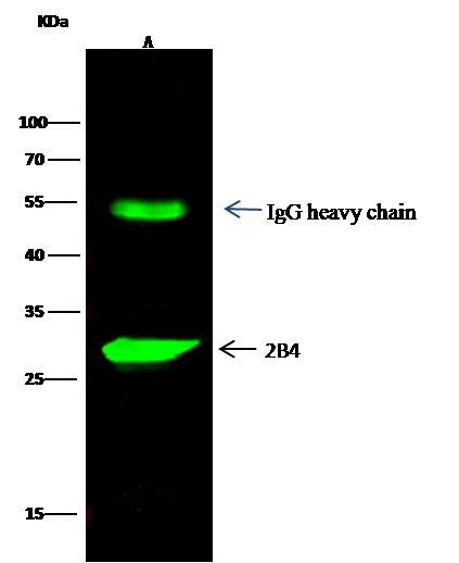 CD244 Antibody in Immunoprecipitation (IP)