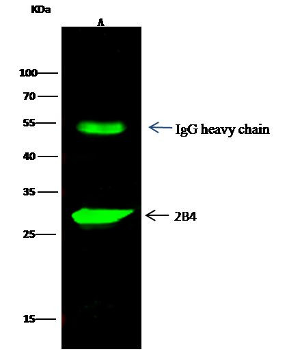 CD244 Antibody in Immunoprecipitation (IP)