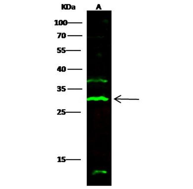 CD244 Antibody in Western Blot (WB)