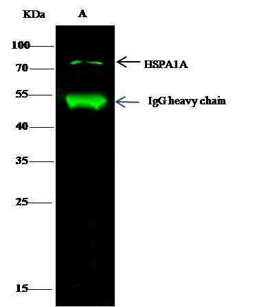 HSP70 Antibody in Immunoprecipitation (IP)