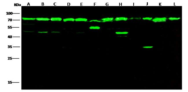 HSP70 Antibody in Western Blot (WB)