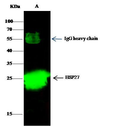 HSP27 Antibody in Immunoprecipitation (IP)